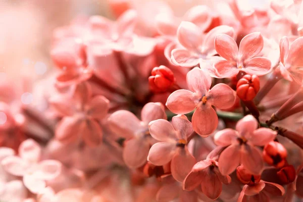 Flores Color Rosa Primer Plano Lindo Fondo Floral —  Fotos de Stock