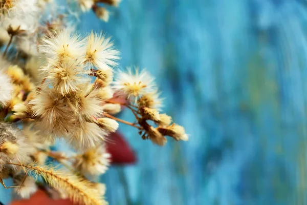 Fleurs Pelucheuses Mignonnes Sur Fond Bleu Photo Nature Morte — Photo