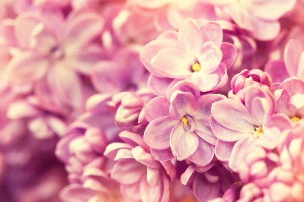 Beautiful gentle lilac flowers. floral background — Stock Photo, Image