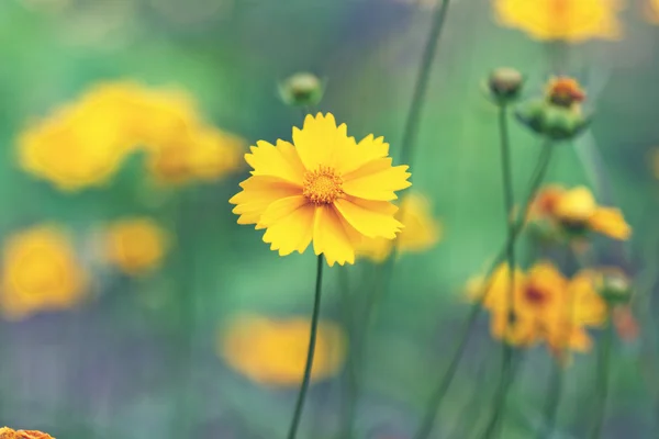 Margaridas amarelas brilhantes em um prado — Fotografia de Stock