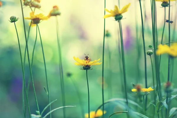 Yellow daisies in a meadow Royalty Free Stock Images