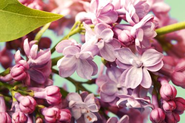 İhale Eflatun çiçekler