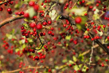 Alıç twigs yakın çekim