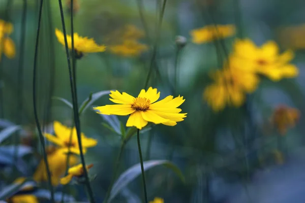 Sarı çiçekler, Puslu sabah — Stok fotoğraf