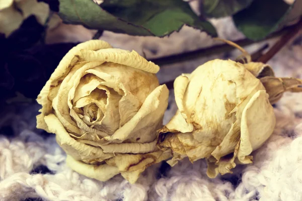 Dried white roses close up — Stock Photo, Image