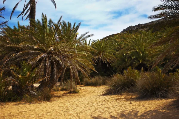 Wild palms on a beach Stock Photo