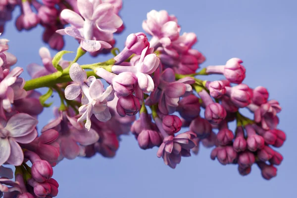 Tender lilac flowers on a blue background — Stock Photo, Image