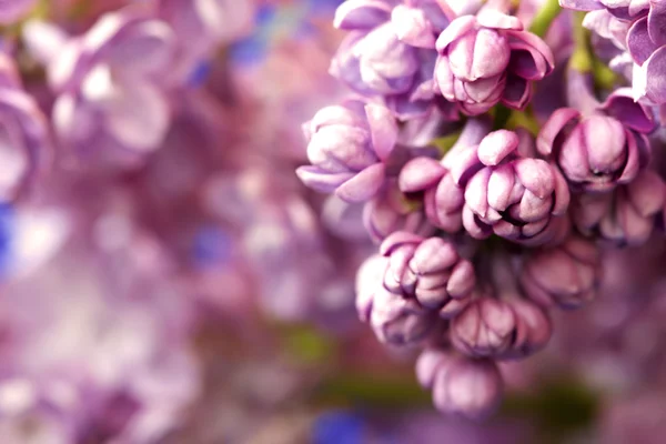Fondo floral con preciosas flores lila —  Fotos de Stock
