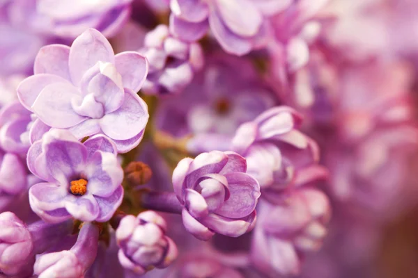 Fondo floral tierno con flores lila —  Fotos de Stock