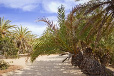 Palmiye ağaçları bir plajda, Crete, Yunanistan