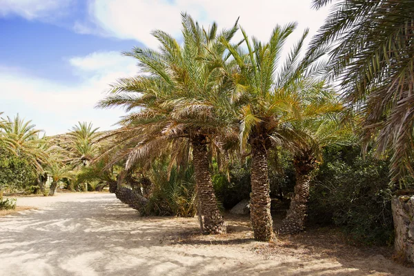 Landscape with palm trees, Crete, Greece