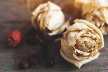 Kurutulmuş beyaz gül, makro çekim