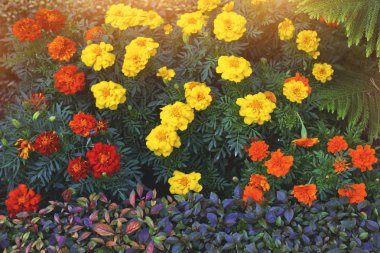 Sarı, kırmızı ve turuncu kadife çiçeği çiçek