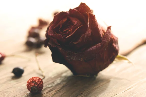 Ξηρό κόκκινο τριαντάφυλλο, σουτ μακροεντολή — Φωτογραφία Αρχείου