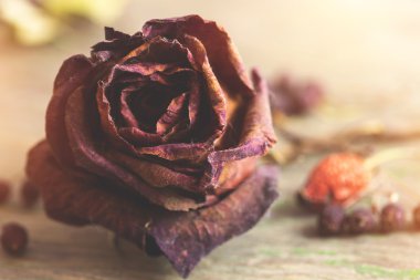 Ahşap arka plan üzerinde güzel kuru kırmızı gül çiçek