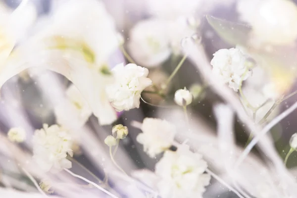 Flores blancas de primavera delicadas —  Fotos de Stock