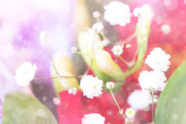 Flores brancas pequenas — Fotografia de Stock
