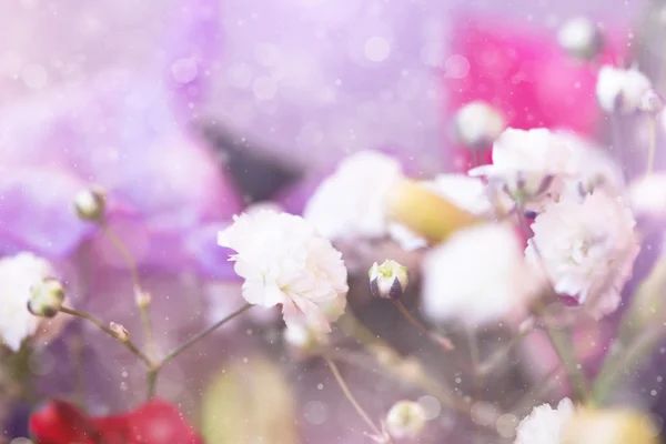 穏やかな小さな白い花、春の花の背景 — ストック写真