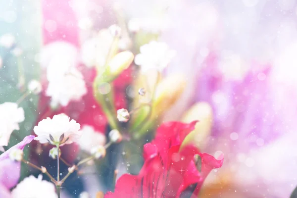 Fondo floral de primavera con flores blancas florecientes pequeñas —  Fotos de Stock