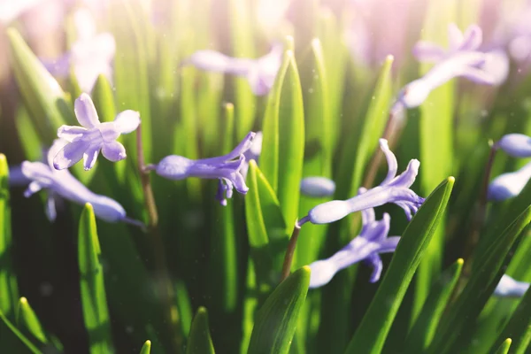 Soft blue spring flowers close up — Stock Photo, Image