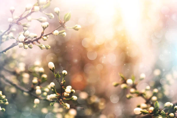 Apricot tree twigs blooming in spring — Stock Photo, Image