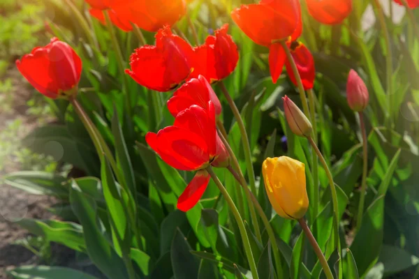 Hermosos tulipanes florecientes en un jardín — Foto de Stock
