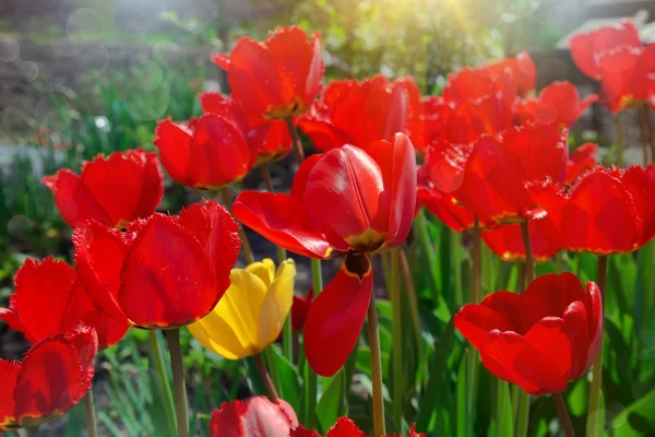 Tulipanes florecientes en un jardín — Foto de Stock