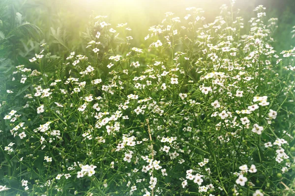 Campo de pequenas flores brancas — Fotografia de Stock