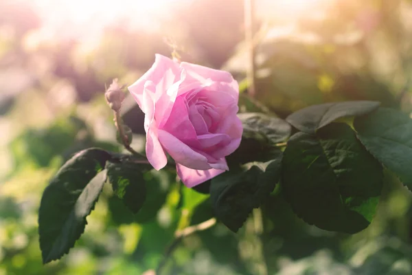 蔷薇 — 图库照片