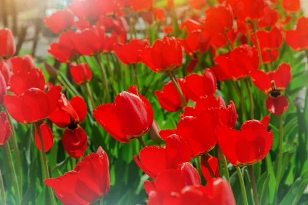 Campo de tulipanes rojos — Foto de Stock