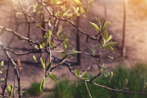 Ramas de árboles al atardecer — Foto de Stock