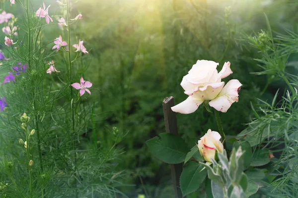 Rosa branca em um jardim — Fotografia de Stock