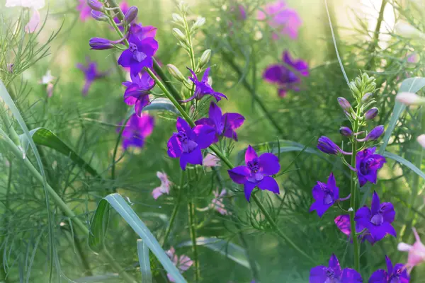 Bright purple delphinium flowers — Stock Photo, Image