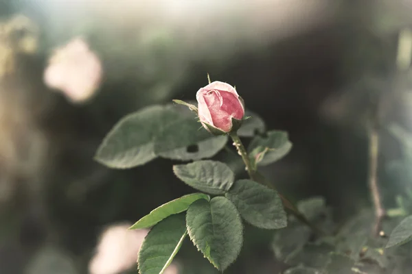 Vintage pale pink rose — Stock Photo, Image