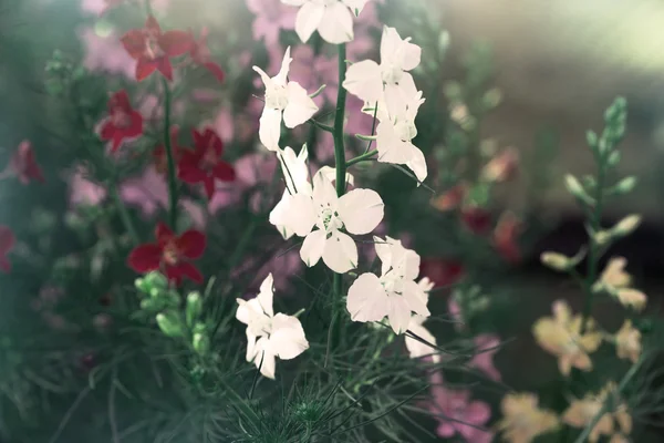 Weiße Delphinienblüten — Stockfoto