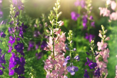 gentle pink and purple delphinium flowers clipart