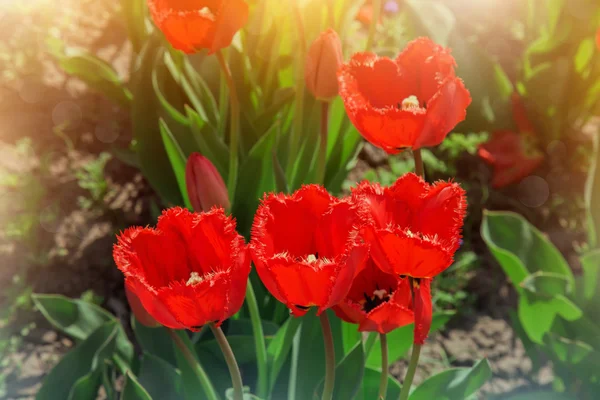 Lindo tulipanes florecientes — Foto de Stock