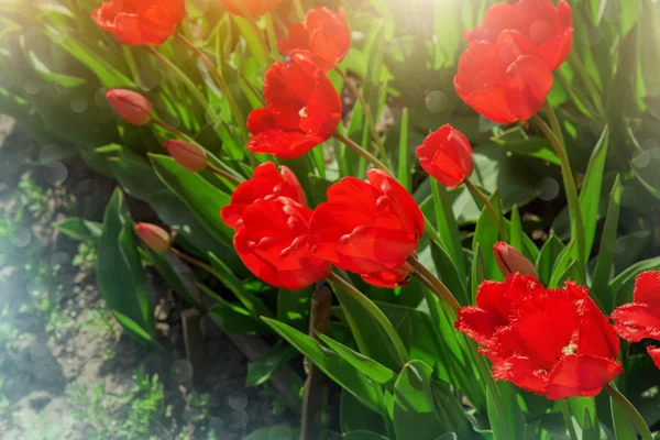 Hermosos tulipanes florecientes — Foto de Stock