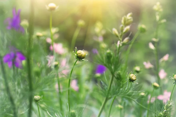 Wilde bloemen in een veld — Stockfoto