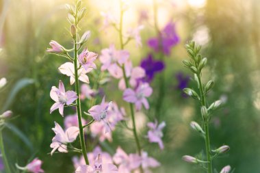soft pink delphinium flowers close up