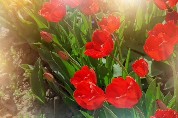 Lindos tulipanes rojos en un jardín soleado — Foto de Stock