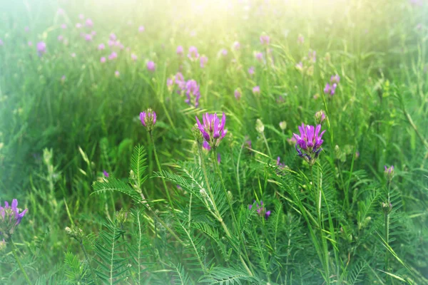 Klein schattig paarse bloemen in een zonnige weide — Stockfoto