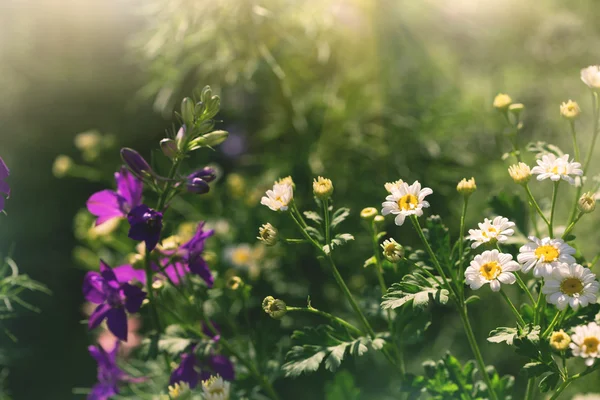Cute small chamomiles in a sunny meadow — Stock Photo, Image