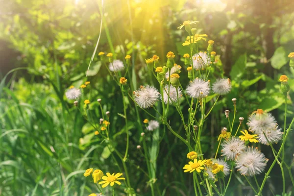 Małe słodkie kwiaty w słonecznej łące — Zdjęcie stockowe