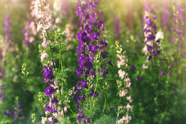 Roze en paarse delphinium bloemen in een zonnige tuin — Stockfoto