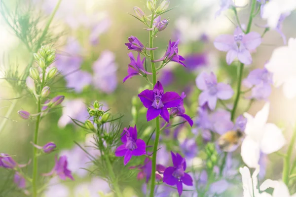 Όμορφη μαλακό delphinium μωβ λουλούδια — Φωτογραφία Αρχείου