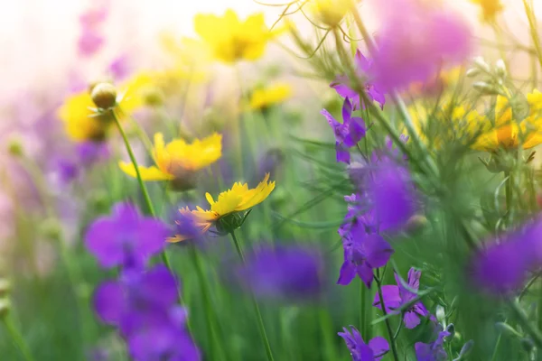 부드러운 풀밭에 활기찬 꽃 — 스톡 사진