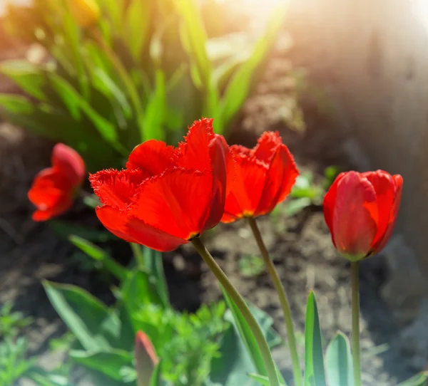 Červené tulipány, kvetoucí v zahradě — Stock fotografie