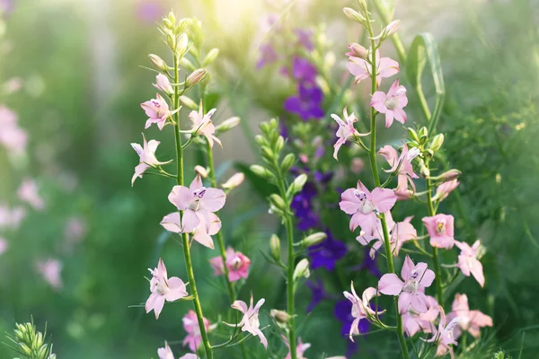 Delphinium kwiaty, kwitnące w ogrodzie — Zdjęcie stockowe