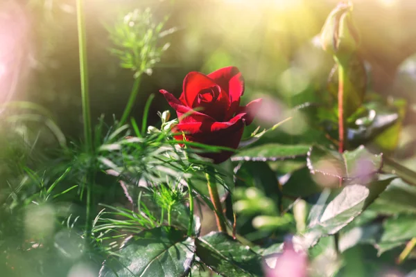 Red rose, blooming in a garden — Stock Photo, Image